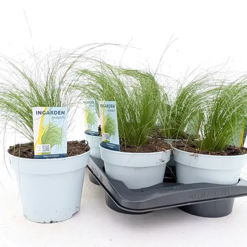 Stipa Ten Ponytails T17 H60
