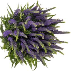 Veronica violett  Skyler Blue 65cm