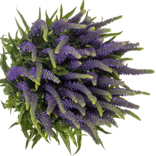 Veronica violett  Skyler Blue 65cm