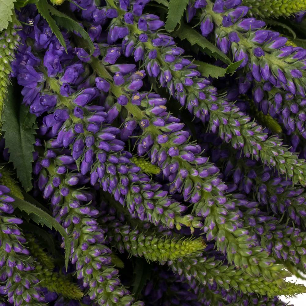 Veronica violett  Skyler Blue 65cm