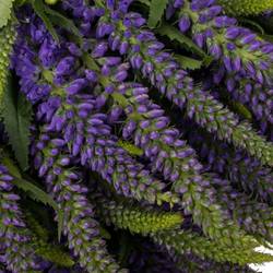 Veronica violett  Skyler Blue 65cm