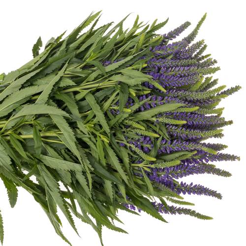 Veronica violett  Skyler Blue 65cm