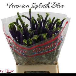 Veronica violett  Skyler Blue 65cm