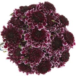 Scabiosa Cherry 60cm