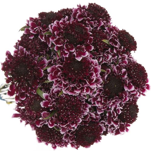 Scabiosa Cherry 60cm