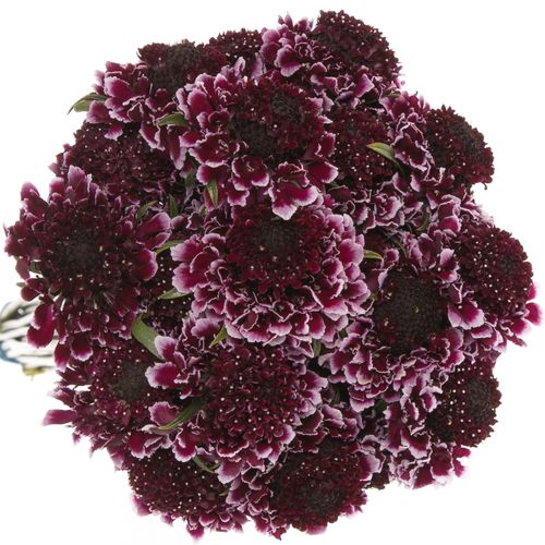Scabiosa Cherry 60cm