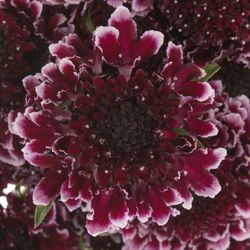 Scabiosa Cherry 60cm