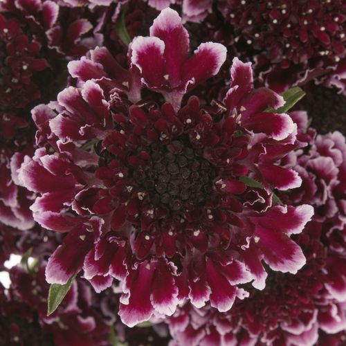 Scabiosa Cherry 60cm