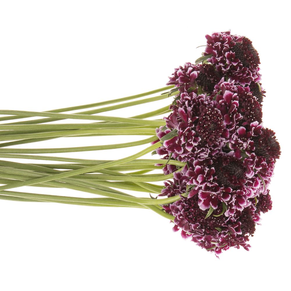 Scabiosa Cherry 60cm