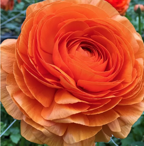 Ranunkel dunkel orange Cloni Anthenora Or. 40cm x 30