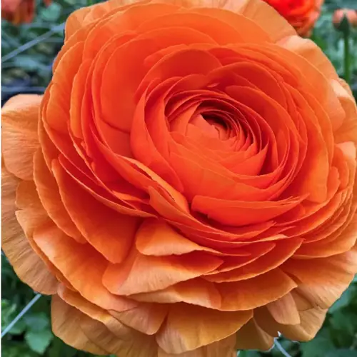 Ranunkel dunkel orange Cloni Anthenora Or. 40cm x 30