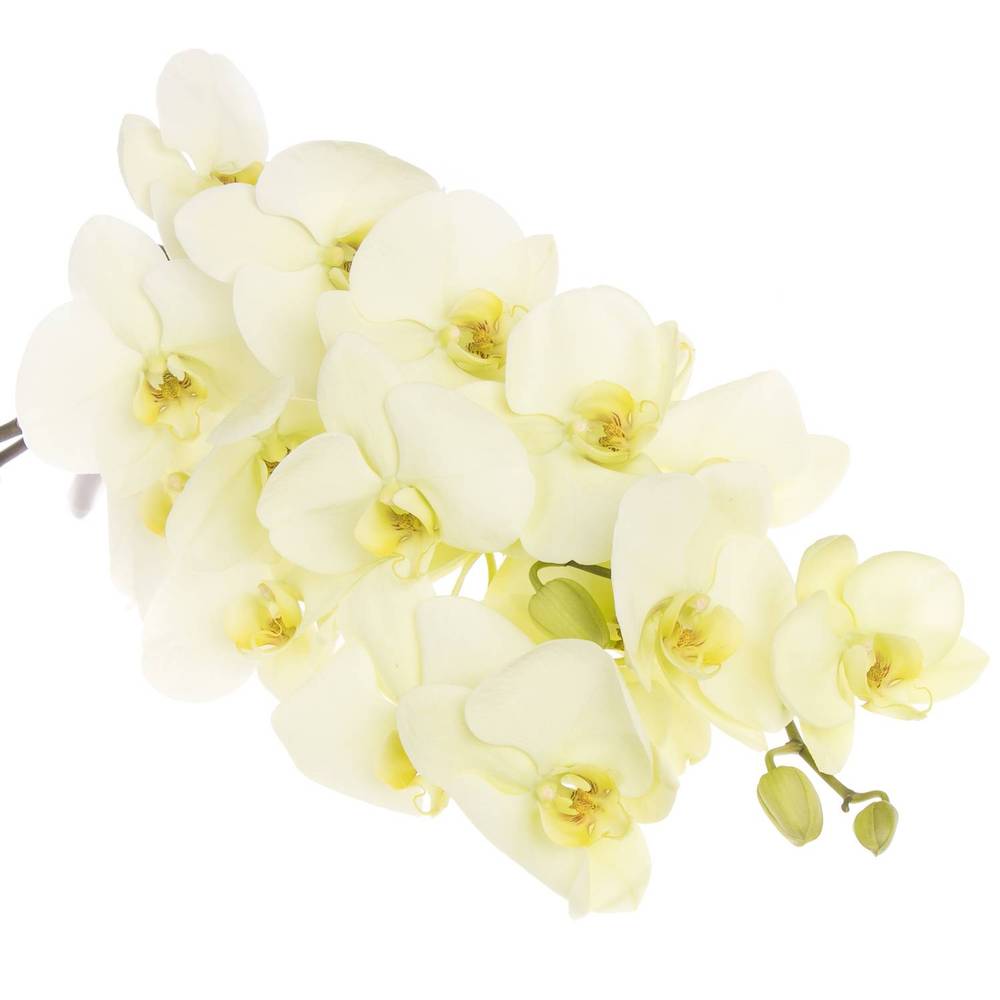 Phalaenopsis creme Bella 45 Blüten 3 Stiele 80cm