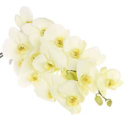 Phalaenopsis creme Bella 45 Blüten 3 Stiele 80cm