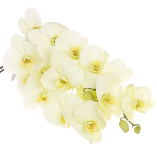 Phalaenopsis creme Bella 45 Blüten 3 Stiele 80cm