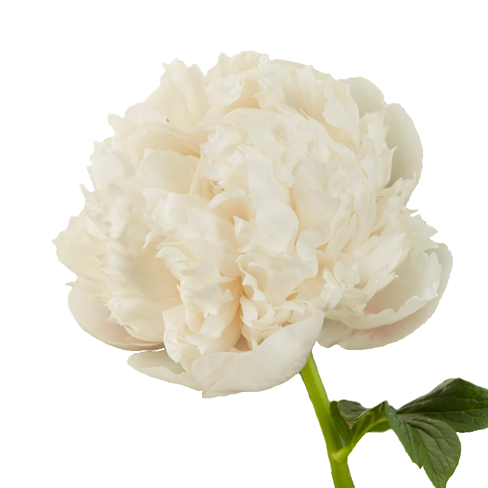 Pfingstrose rosa/weiss gefüllt Owen 55cm