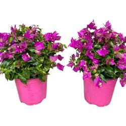 Bougainvillea lila Strauch T17 H040