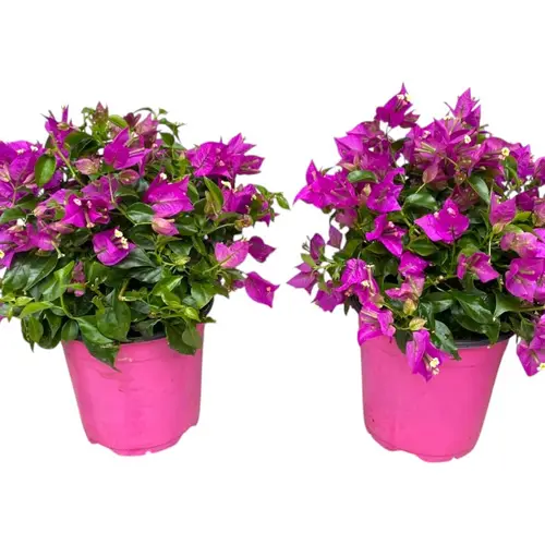 Bougainvillea lila Strauch T17 H040