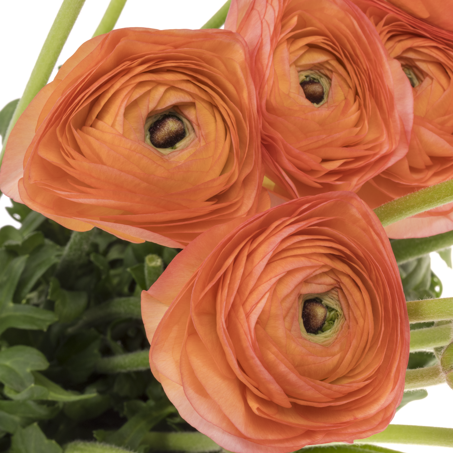 Ranunkel apricot-orange Lollipop 40 cm