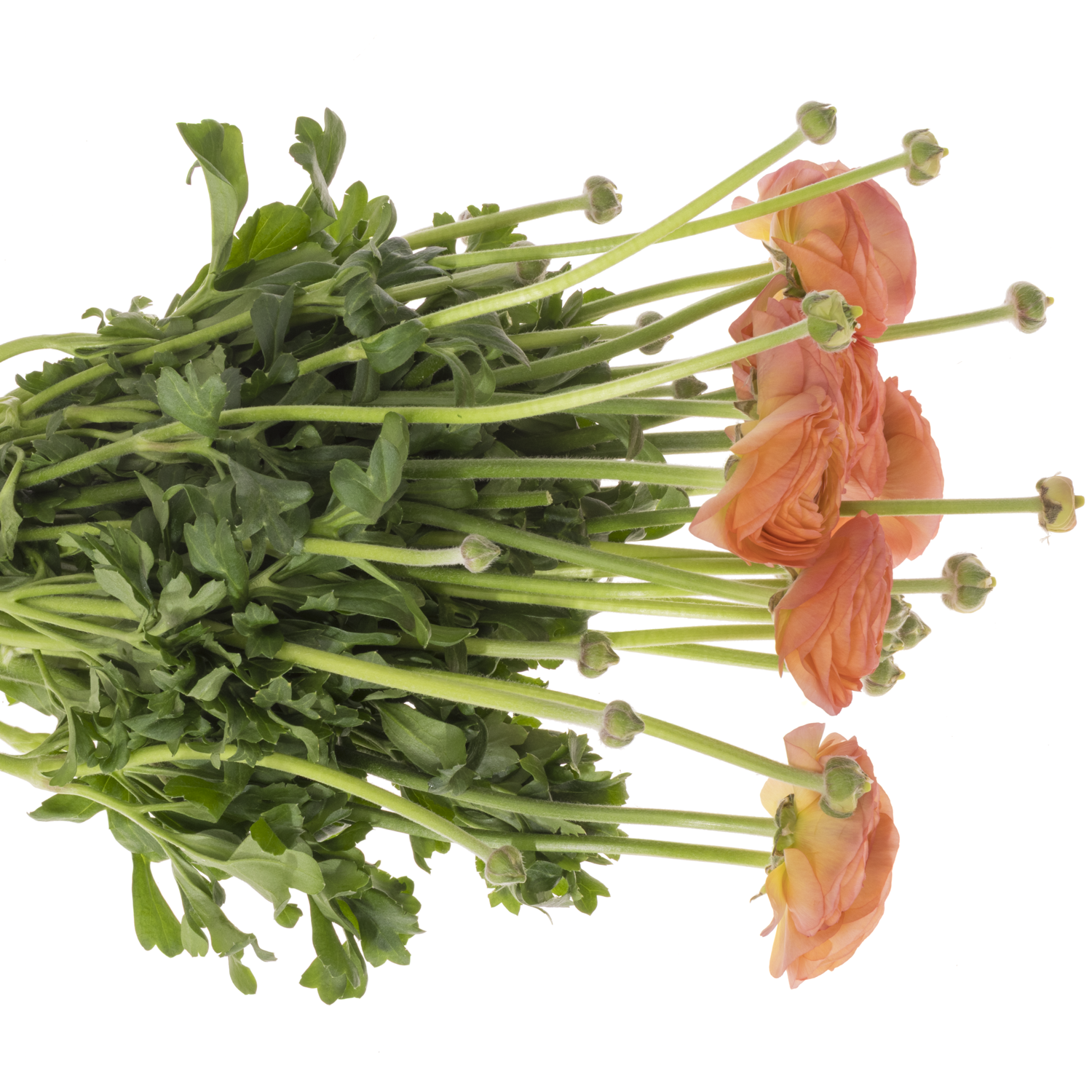 Ranunkel apricot-orange Lollipop 40 cm