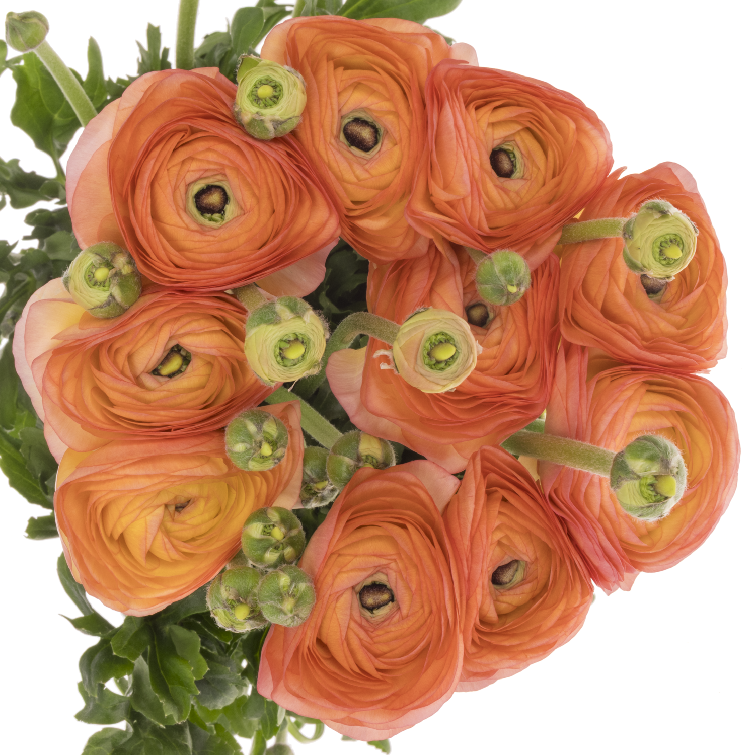 Ranunkel apricot-orange Lollipop 40 cm