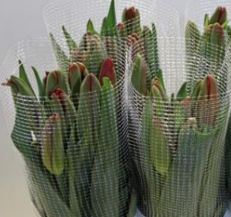 Franz.rot Red Proud 80 Gramm 60cm