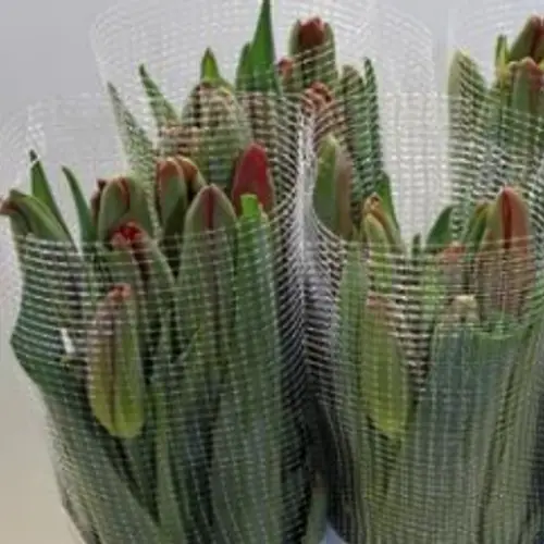 Franz.rot Red Proud 80 Gramm 60cm