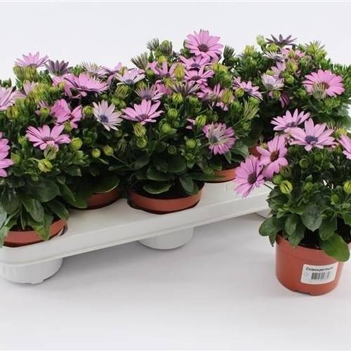 Osteospermum lila T10,5 H020