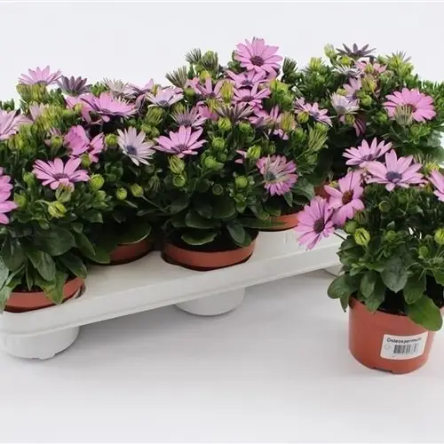 Osteospermum lila T10,5 H020