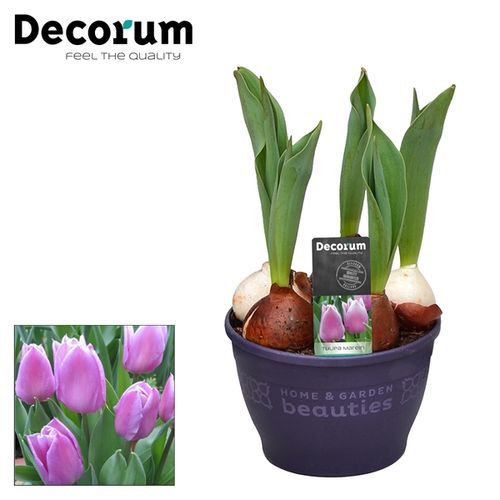 Tulpen Marein T12 H17
