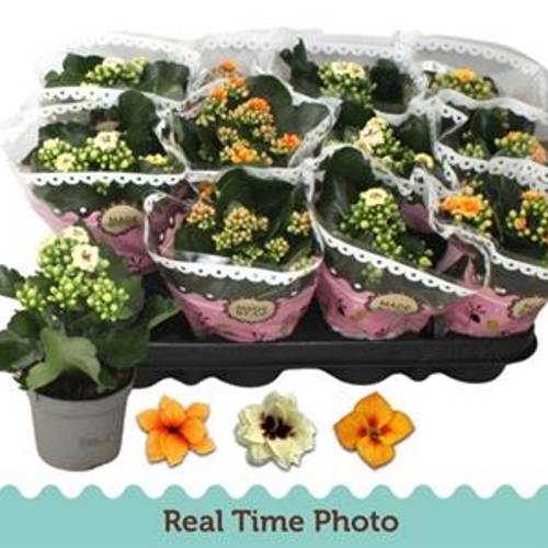 Kalanchoe Gef. Schnapch. Von Uhr T09 H019