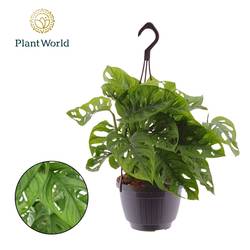 Monstera Obliqua im Ampeltopf T15 H040