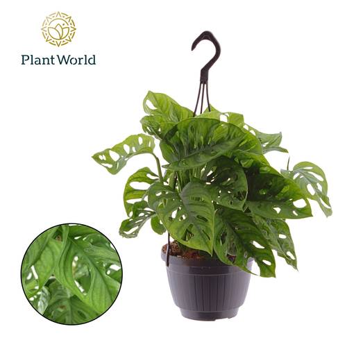 Monstera Obliqua im Ampeltopf T15 H040