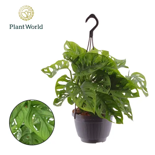 Monstera Obliqua im Ampeltopf T15 H040