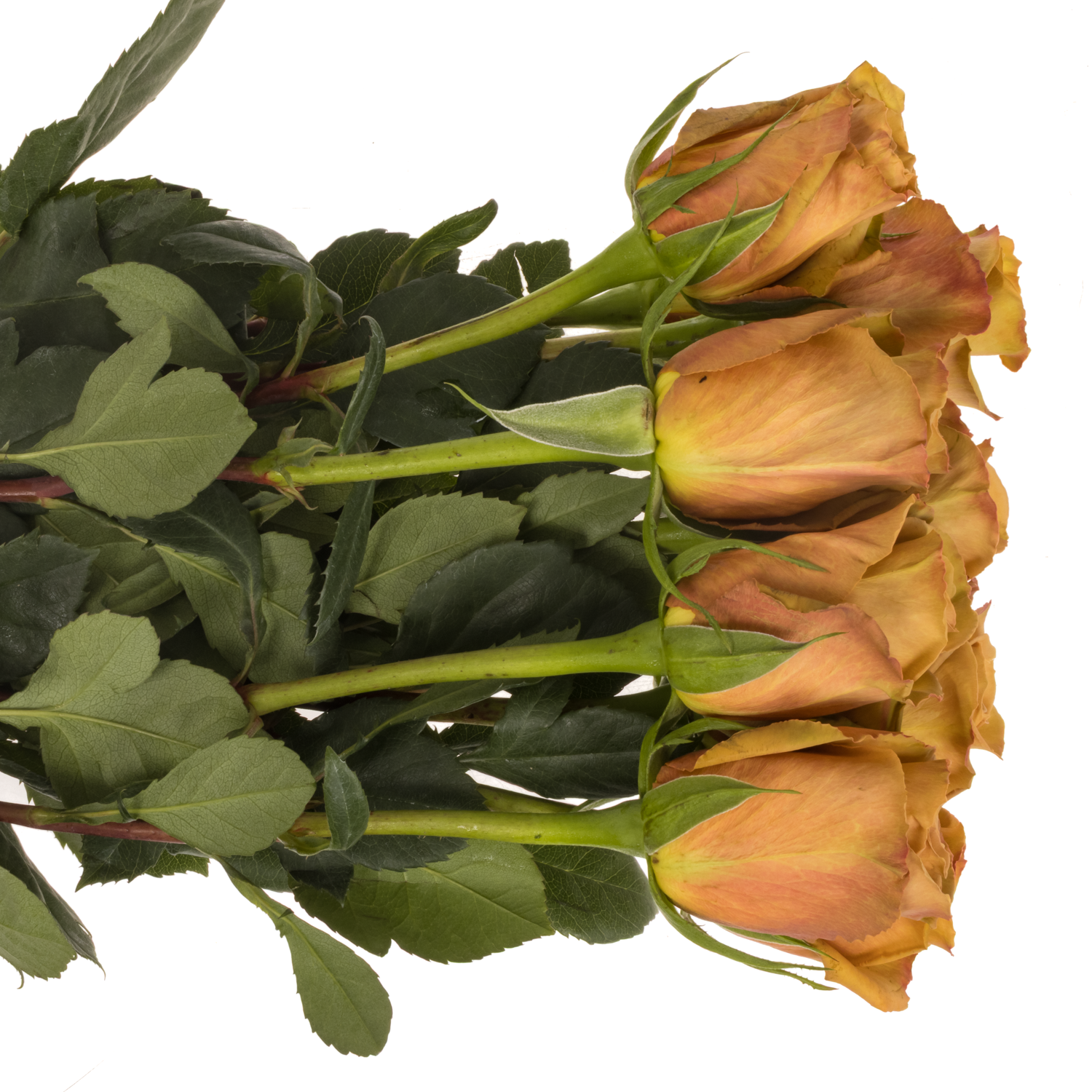 Rose braun Toffee 50cm