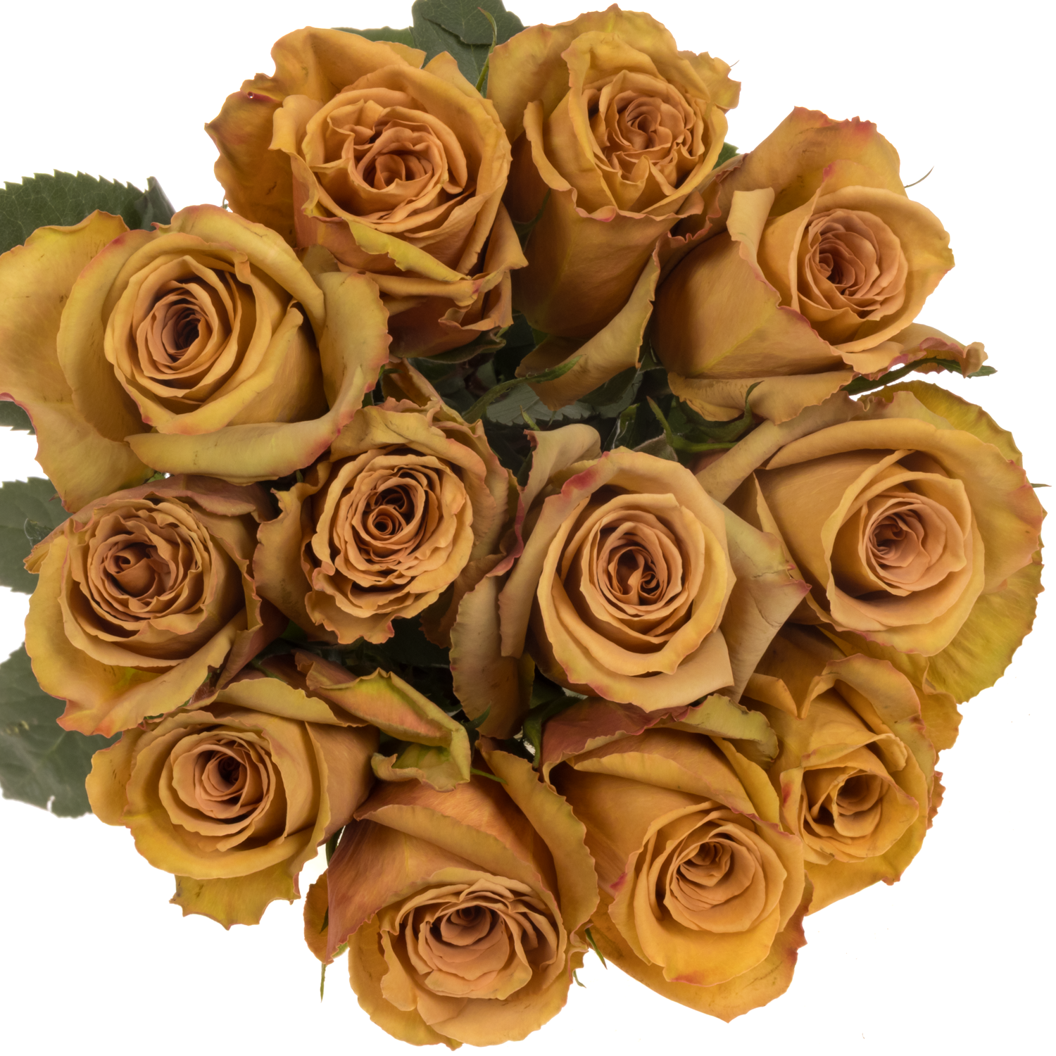 Rose braun Toffee 50cm