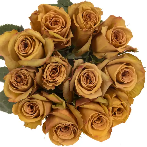 Rose braun Toffee 50cm