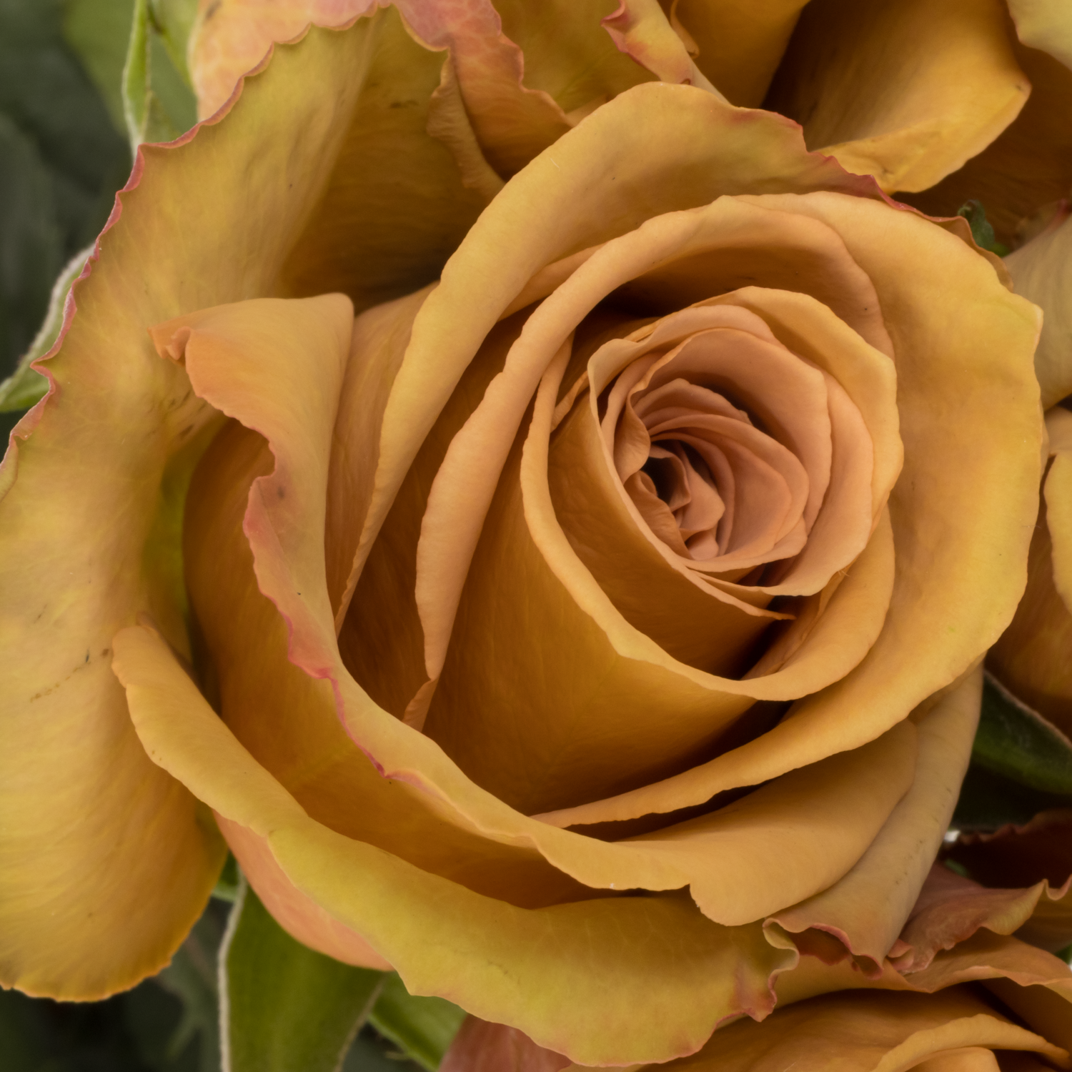 Rose braun Toffee 50cm