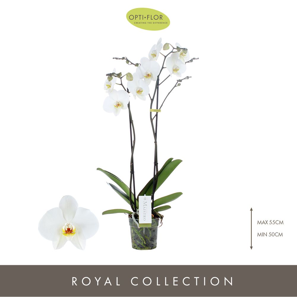 Phal.2-R weiss Maistro Beethoven T12 H50 
