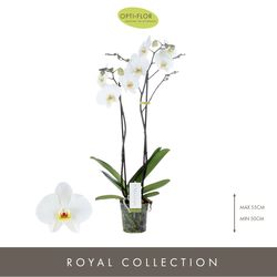 Phal.2-R weiss Maistro Beethoven T12 H50 