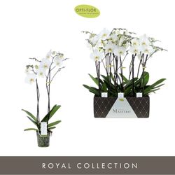 Phal.2-R weiss Maistro Beethoven T12 H50 