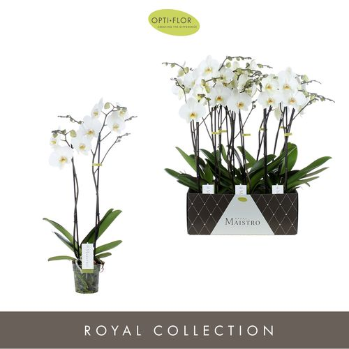 Phal.2-R weiss Maistro Beethoven T12 H50 