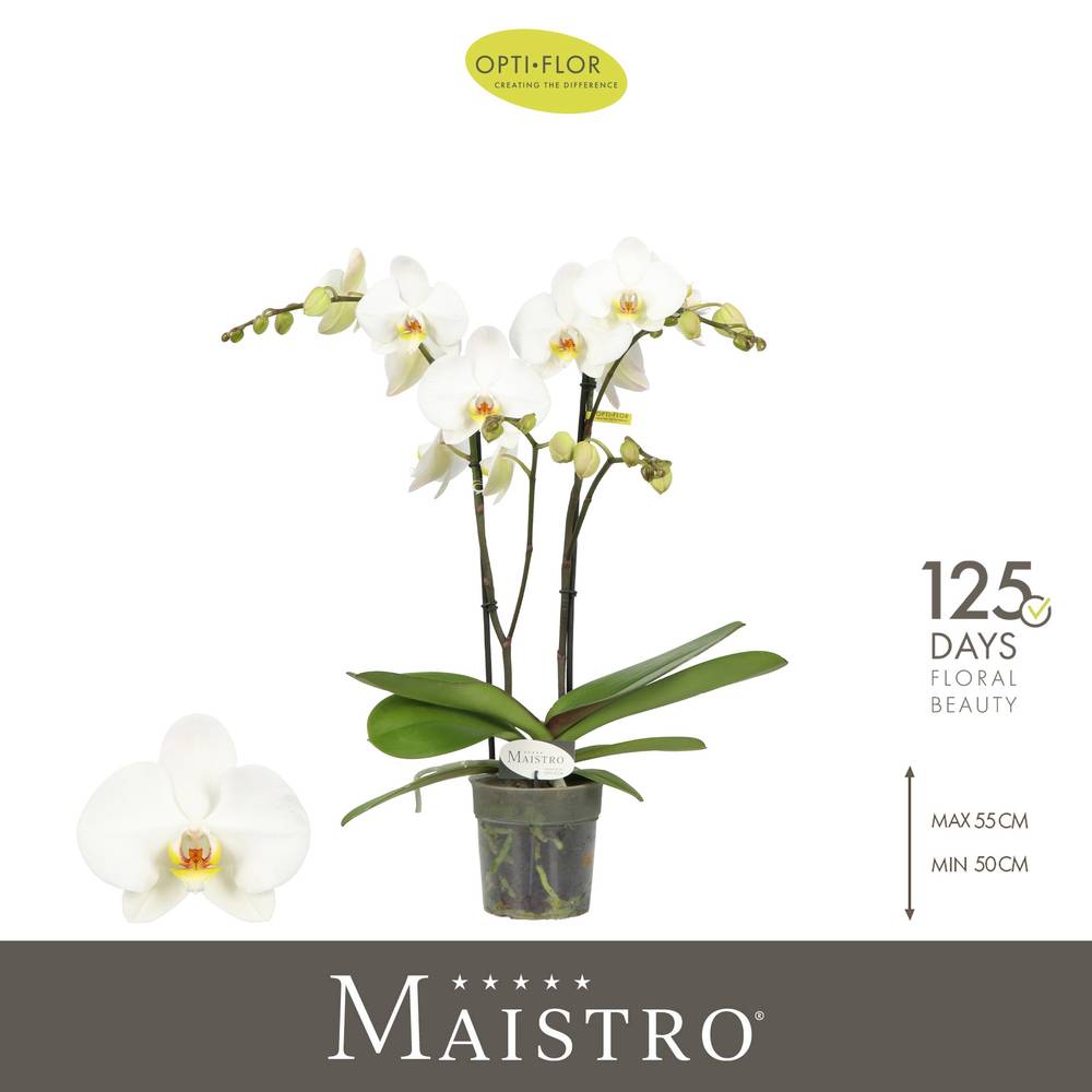 Phal.2-R weiss Maistro Beethoven T12 H050