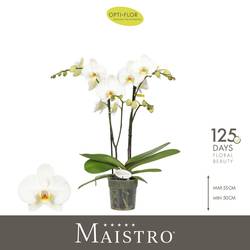 Phal.2-R weiss Maistro Beethoven T12 H050