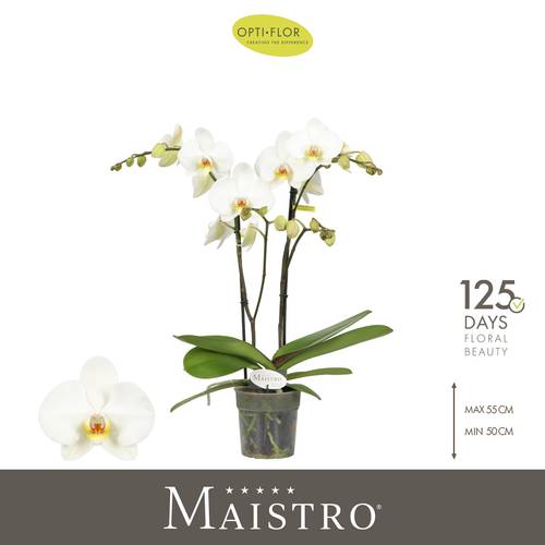 Phal.2-R weiss Maistro Beethoven T12 H050