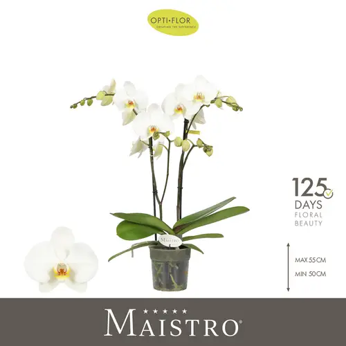 Phal.2-R weiss Maistro Beethoven T12 H050
