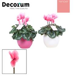 Cycl.rosa Lovely Moments Topf T15 H30