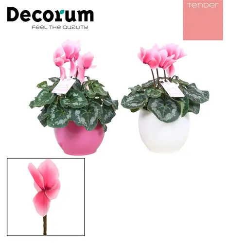 Cycl.rosa Lovely Moments Topf T15 H30