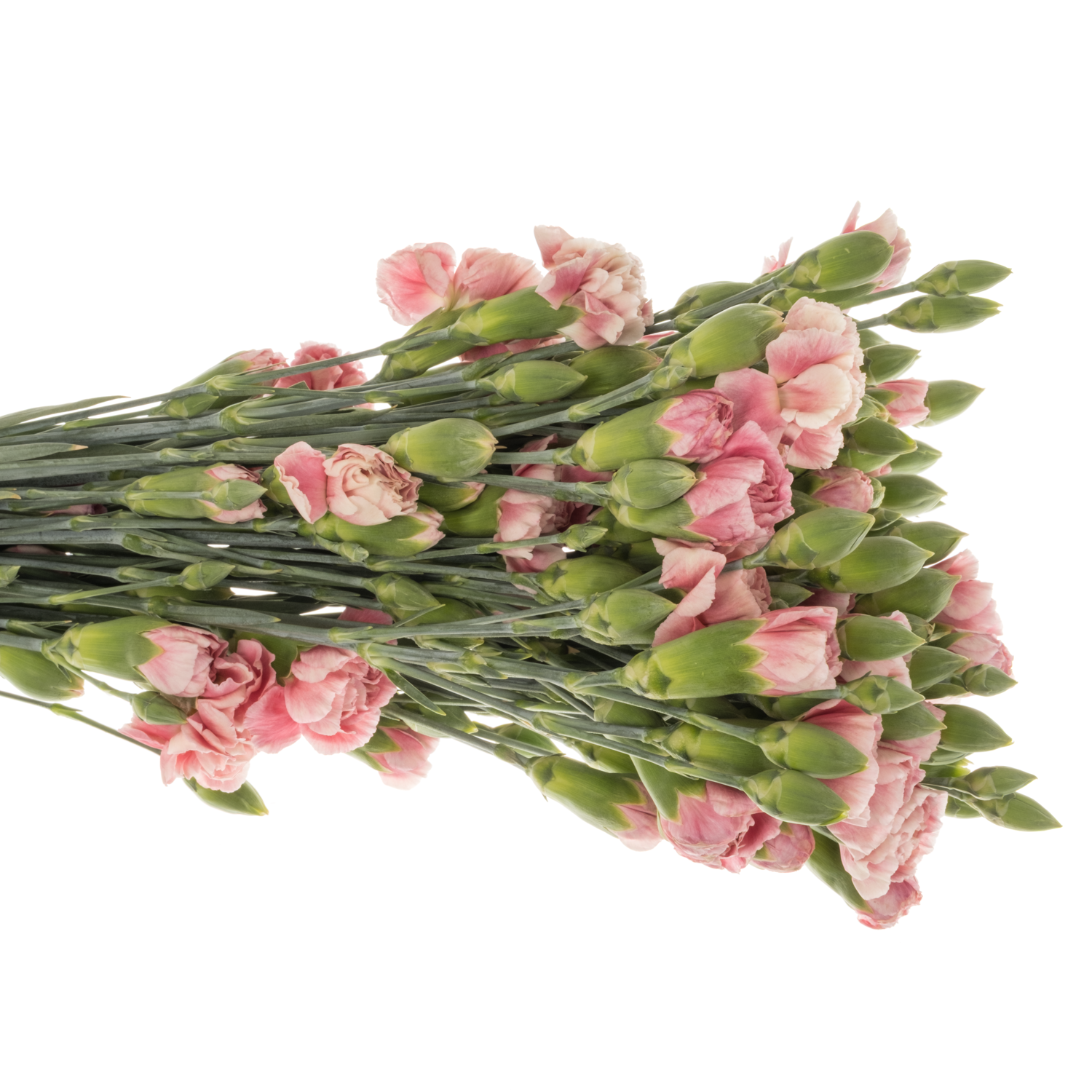 Spraynelke rosa Hipster 60cm
