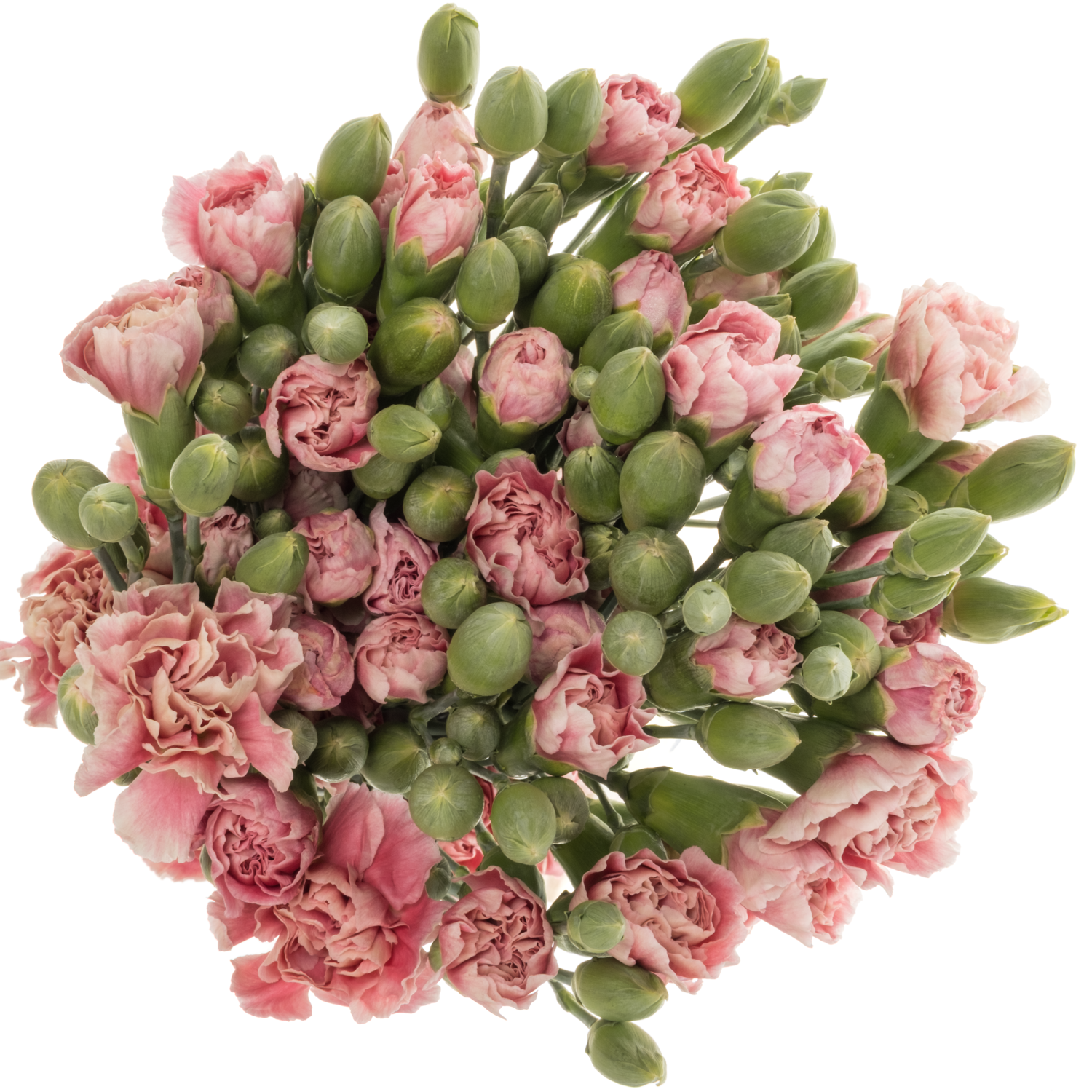 Spraynelke rosa Hipster 60cm