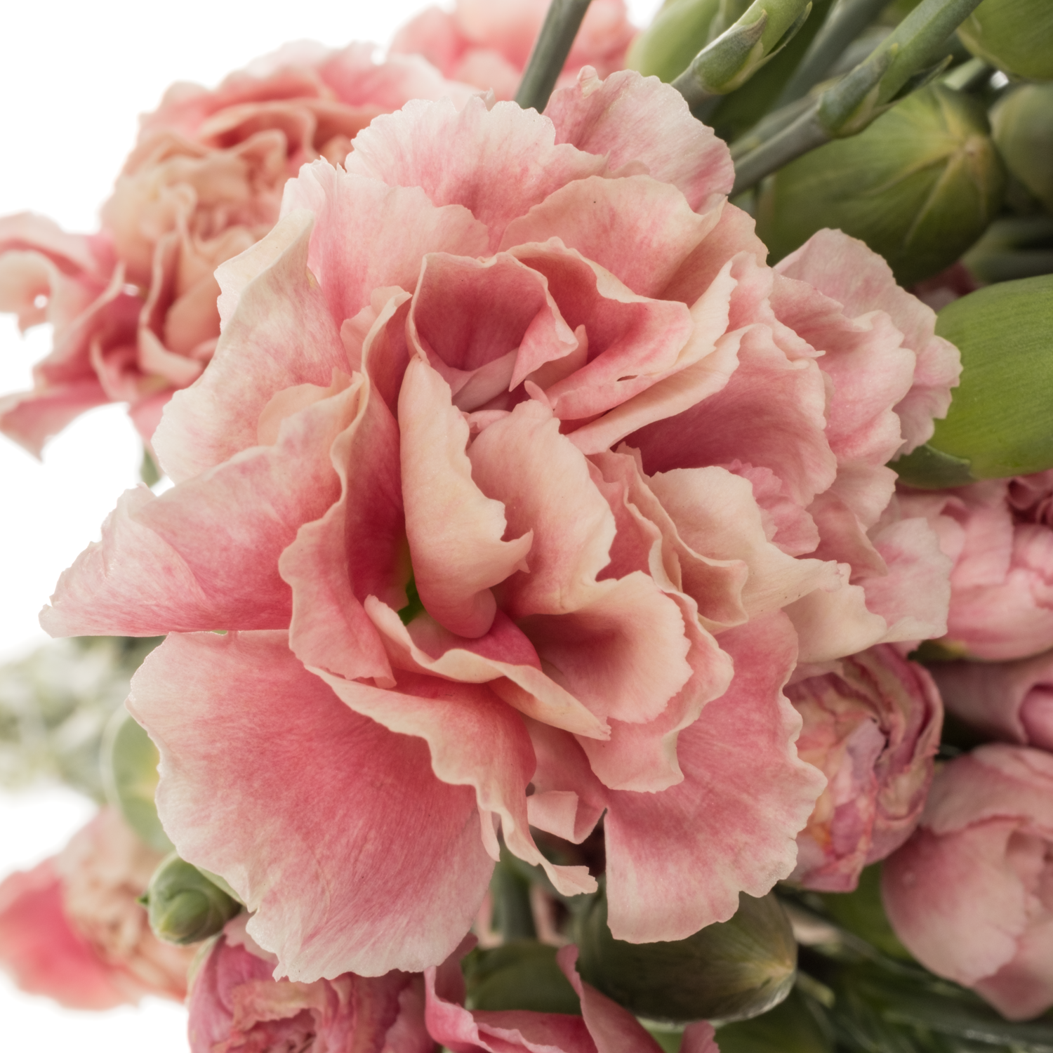 Spraynelke rosa Hipster 60cm